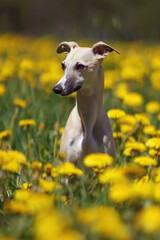 Cute fawn and white Whippet dog sitting outdoors in a green grass with yellow dandelion flowers in spring