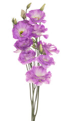 Fototapeta premium eustoma flower isolated
