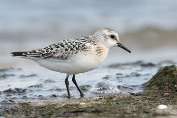 Sanderling (Calidris alba), juvenile searching food among algae and seaweed. Baltic Sea, Poland.