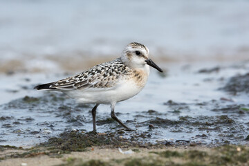 Sanderling (Calidris alba), juvenile searching food among algae and seaweed. Baltic Sea, Poland.
