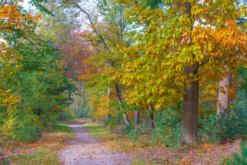 Trees in autumn colors in a forest in bright sunlight at fall, Baarn, Lage Vuursche, Utrecht, The Netherlands, October 23, 2020