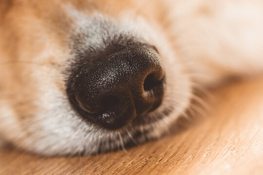 Black wet nose of welsh corgi pembrok dog. winter season spanding time. cozyness and funny dog