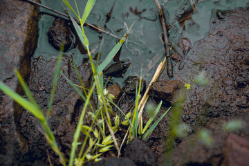 green frogs among stones and grass in water