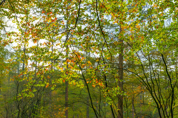 Trees in autumn colors in a forest in bright sunlight at fall, Baarn, Lage Vuursche, Utrecht, The Netherlands, October 23, 2020