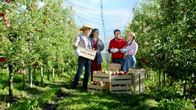 Group of family farmers in the middle of the apple orchard after they collecting the wooden basket of apples they standing in the middle of orchard and enjoying