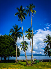 Obraz na płótnie Canvas Costa Rican Palms