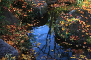 清流と落葉