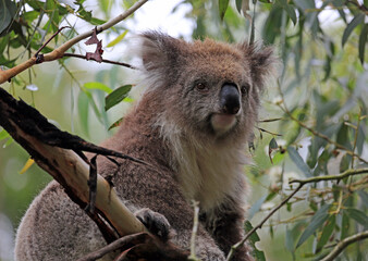 Koala - Phillip Island, Victoria, Australia