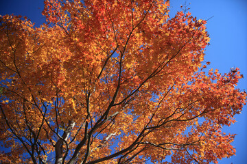 紅葉の樹