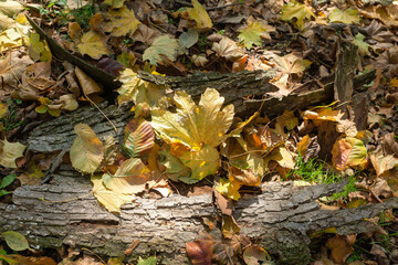Autumn background with fallen bright maple leaves.