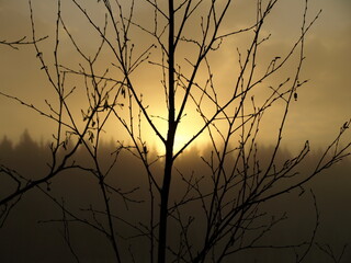 Fototapeta na wymiar Sunset tree