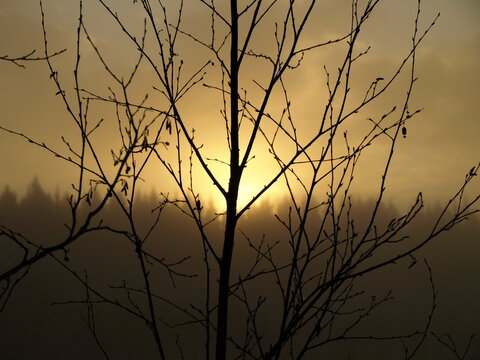 Sunset tree © Jonne