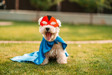 Cute and funny dog wearing superhero mask and cape, posing to camera and yawning, animals rights...