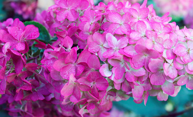 pink hydrangea flowers spring light background