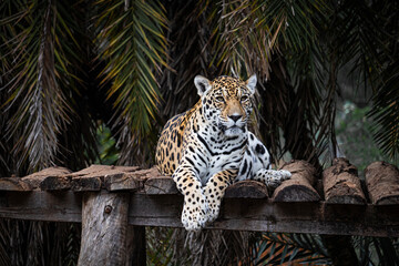 Onça-pintada © AnaLuiza