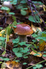 White mushroom, or boletus - a mushroom from the Borovik genus.
