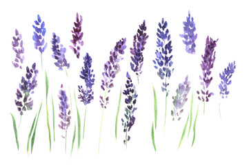 A set of watercolor illustrations, the flowers of lavender. Purple lavender flowers for decorating postcards, scrapbooking, fabrics, banners.