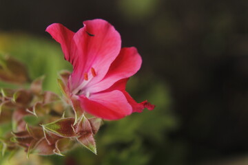 PINK FLOWER WITH TEXTURE