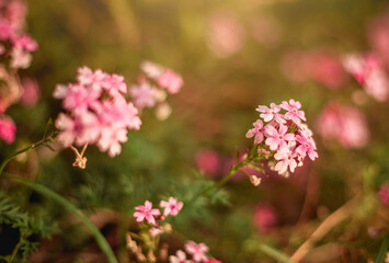 pink flowers in the garden