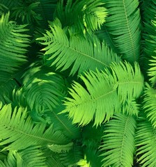 Large fern leaves
