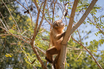 Macaco-prego