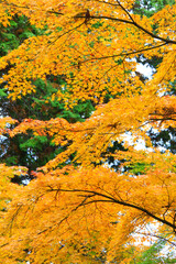 紅葉したモミジ