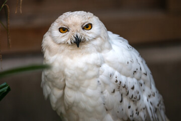 Schneehuhn (Schnee-Eule (Bubo scandiacus, Bubo scandiaca, Nyctea scandiaca, Schneeeule)