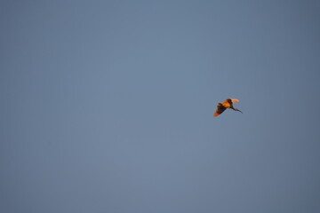 Toki or Japanese crested ibis or Nipponia nippon flying on autumn blue sky in Sado island
