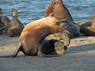 Walrus Scratching Its Back