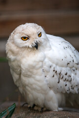 Schneehuhn (Schnee-Eule (Bubo scandiacus, Bubo scandiaca, Nyctea scandiaca, Schneeeule)