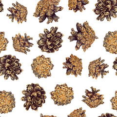 Seamless pattern with pine cones. Highly detailed endless forest illustrations.
