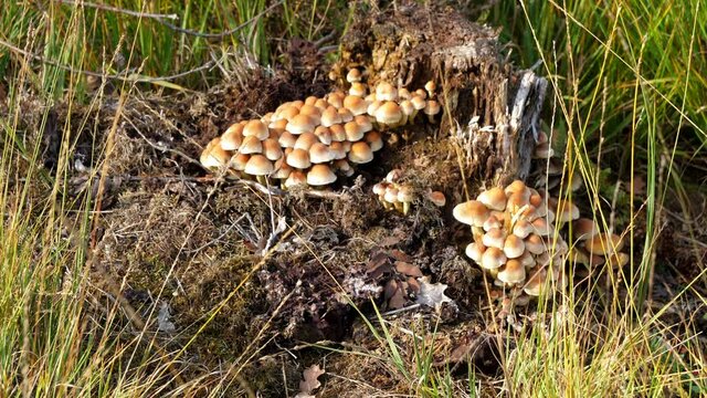 Bunch Of Mushrooms Growing On The Ground Surrounded By Grass. - wide shot