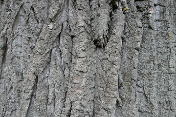 Tree bark - by juma