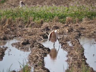 Toki or Japanese crested ibis or Nipponia nippon eating at rice field in Sado island
