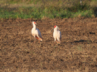 Toki or Japanese crested ibis or Nipponia nippon eating at rice field in Sado island
