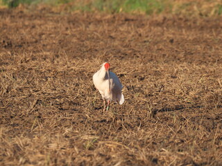 Toki or Japanese crested ibis or Nipponia nippon eating at rice field in Sado island
