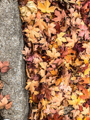 autumn leaves background