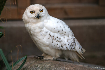 Schneehuhn (Schnee-Eule (Bubo scandiacus, Bubo scandiaca, Nyctea scandiaca, Schneeeule)