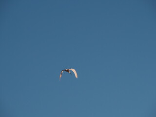 Toki or Japanese crested ibis or Nipponia nippon flying on autumn blue sky in Sado island
