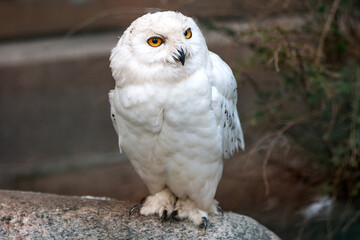 Schneehuhn (Schnee-Eule (Bubo scandiacus, Bubo scandiaca, Nyctea scandiaca, Schneeeule)