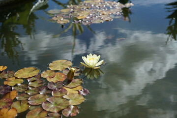 Reflejos en el agua.