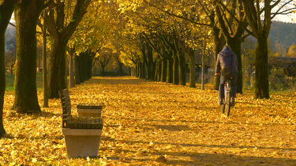 Unrecognizable man rides his bike down the avenue full of colorful fallen leaves