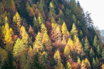 DRONE: Flying toward the woods in Italian countryside changing colors in autumn.