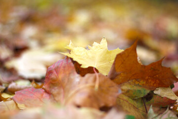 Autumn Landscape with Yellow Fallen Leaves