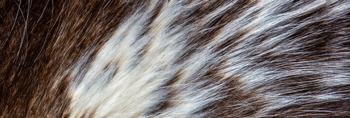 close up of brown fur texture