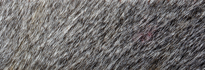 close up of gray fur texture