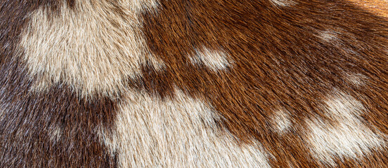 close up of brown fur texture