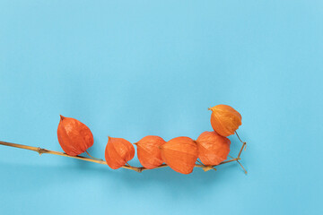 Chinese lantern (Physalis franchetii) plant on Blue background. Branch of physalis on blue...