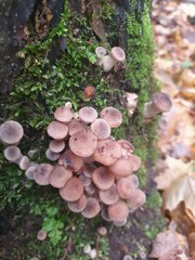 mushrooms on a tree