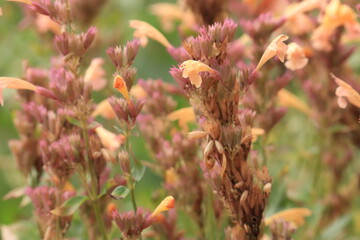 Agastache ‘Mango Tango’ Flowering Plant — Hummingbird Mint with Soft Green Background
